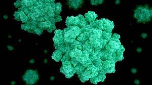 Microscope view of norovirus