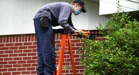 Man wearing a mask on a ladder clipping a tree back