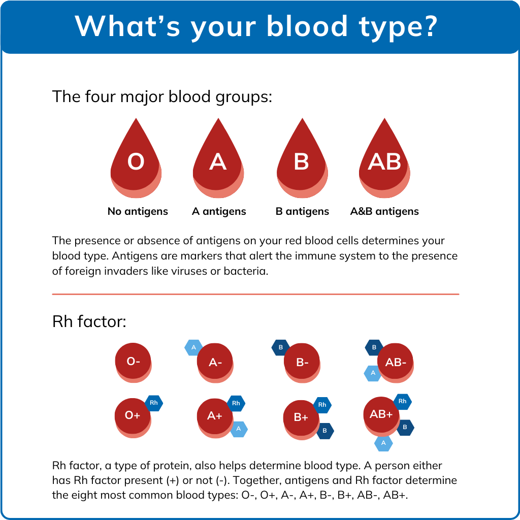 An infographic with the heading: “What’s your blood type?” and subheading “The four major blood groups” features red droplets representing blood groups O (no antigens), A (A antigens), B (B antigens), and AB (A&B antigens). Description under droplets reads: “The presence or absence of antigens on your red blood cells determines your blood type. Antigens are markers that alert the immune system to the presence of foreign invaders like viruses or bacteria.” Below, another subhead reads “Rh factor” and depicts the eight blood types in red circles with blue hexagons representing Rh factor. Description under circles reads: “Rh factor, a type of protein, also helps determine blood type. A person either has Rh factor present (+) or not (-). Together, antigens and Rh factor determine the eight most common blood types: O-, O+, A-, A+, B-, B+, AB-, AB+.”