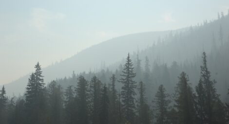 Trees and mountain showing smoky air