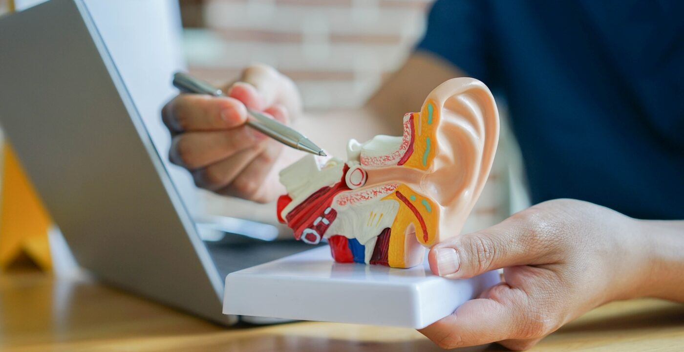 A clinician pointing to a model of the ear with a pen