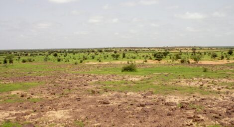 A field in Senegal.
