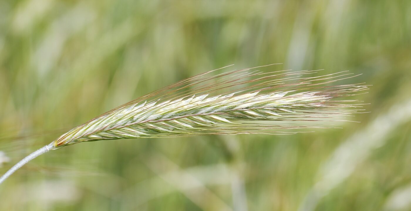Close-up of rye flower