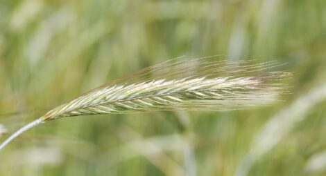 Close-up of rye flower