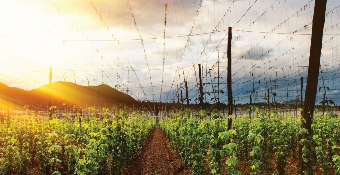 Hop field in the sun