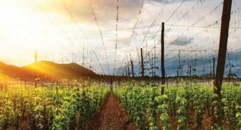 Hop field in the sun
