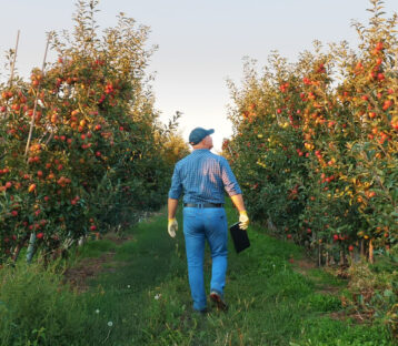 Gentleman walking away from the camera through an apple orchard with green grass and clear sky.