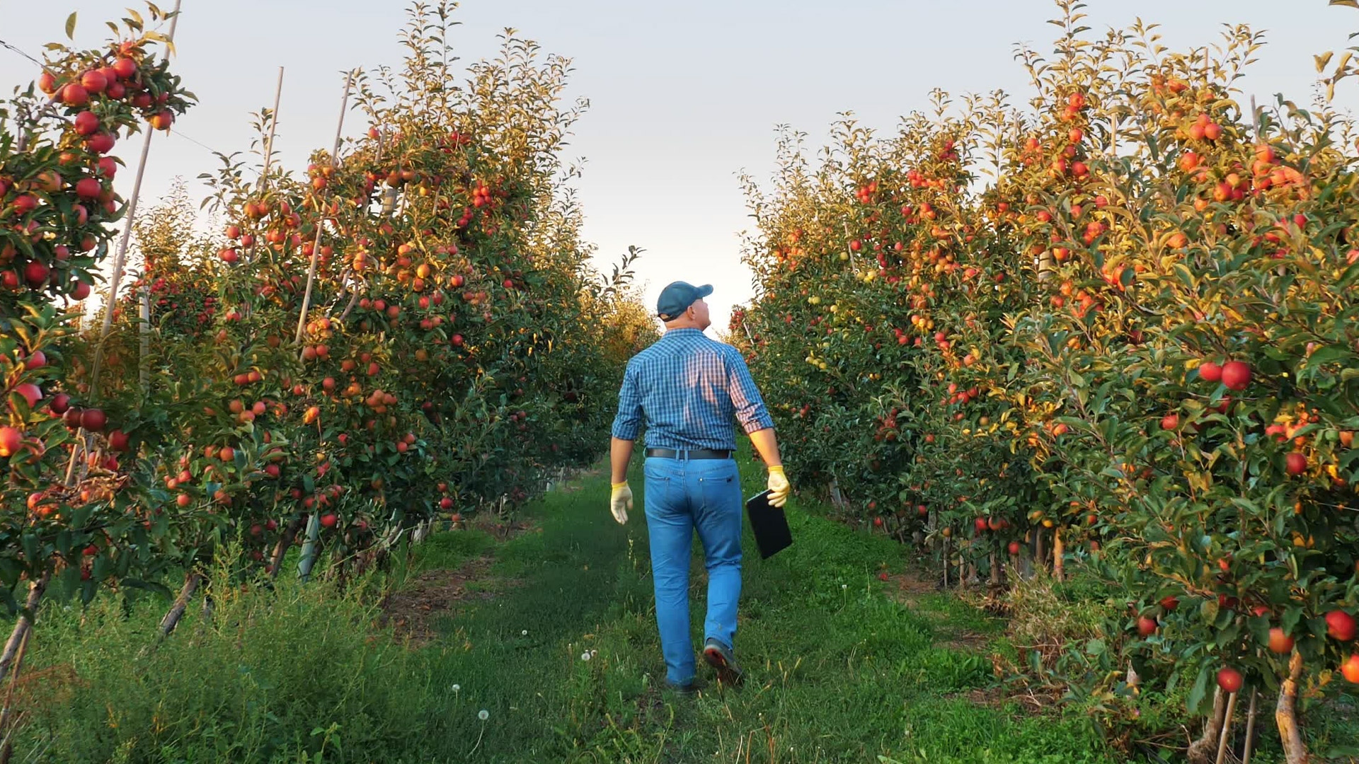 Gentleman walking away from the camera through an apple orchard with green grass and clear sky.