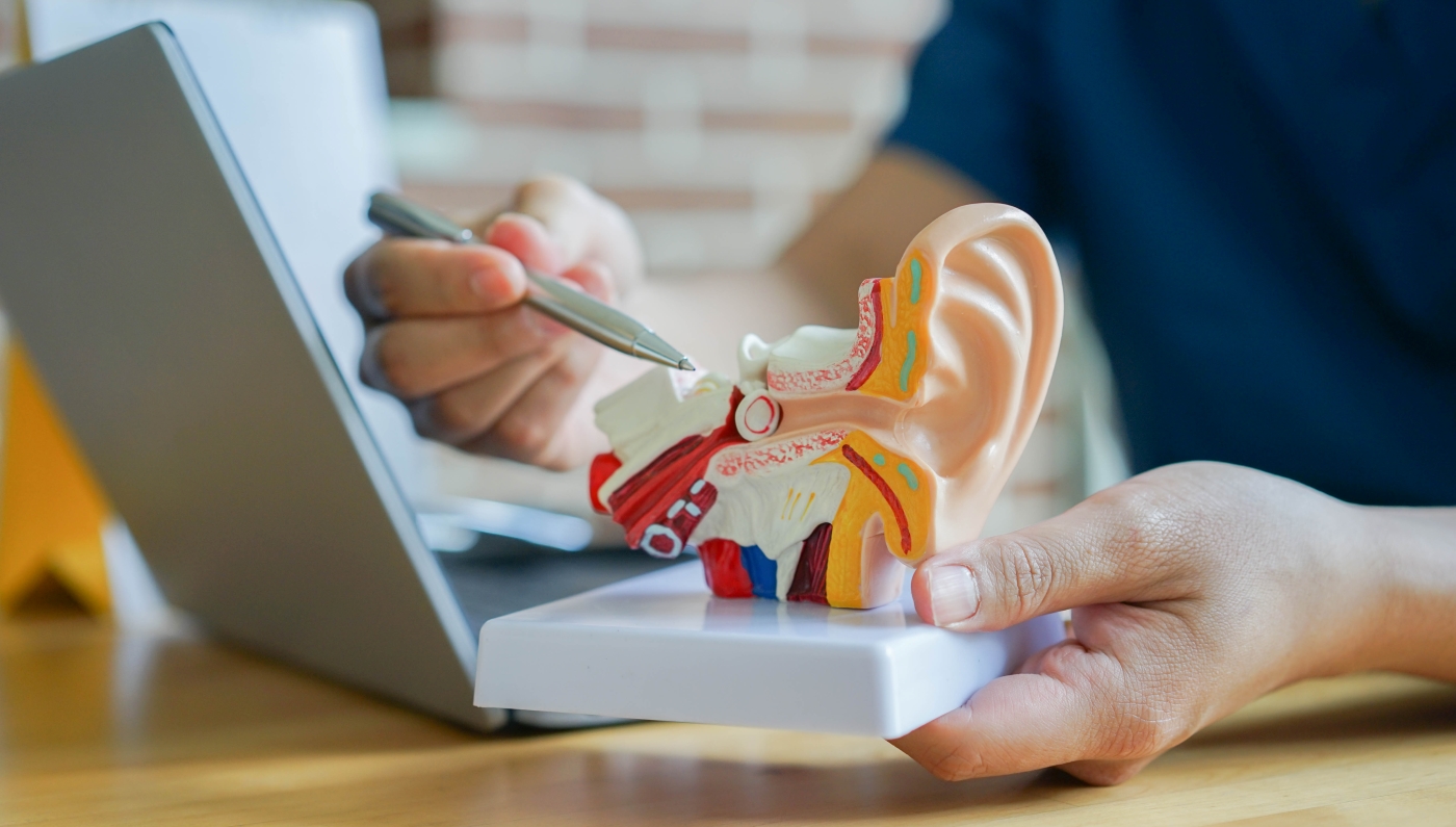 A clinician pointing to a model of the ear with a pen