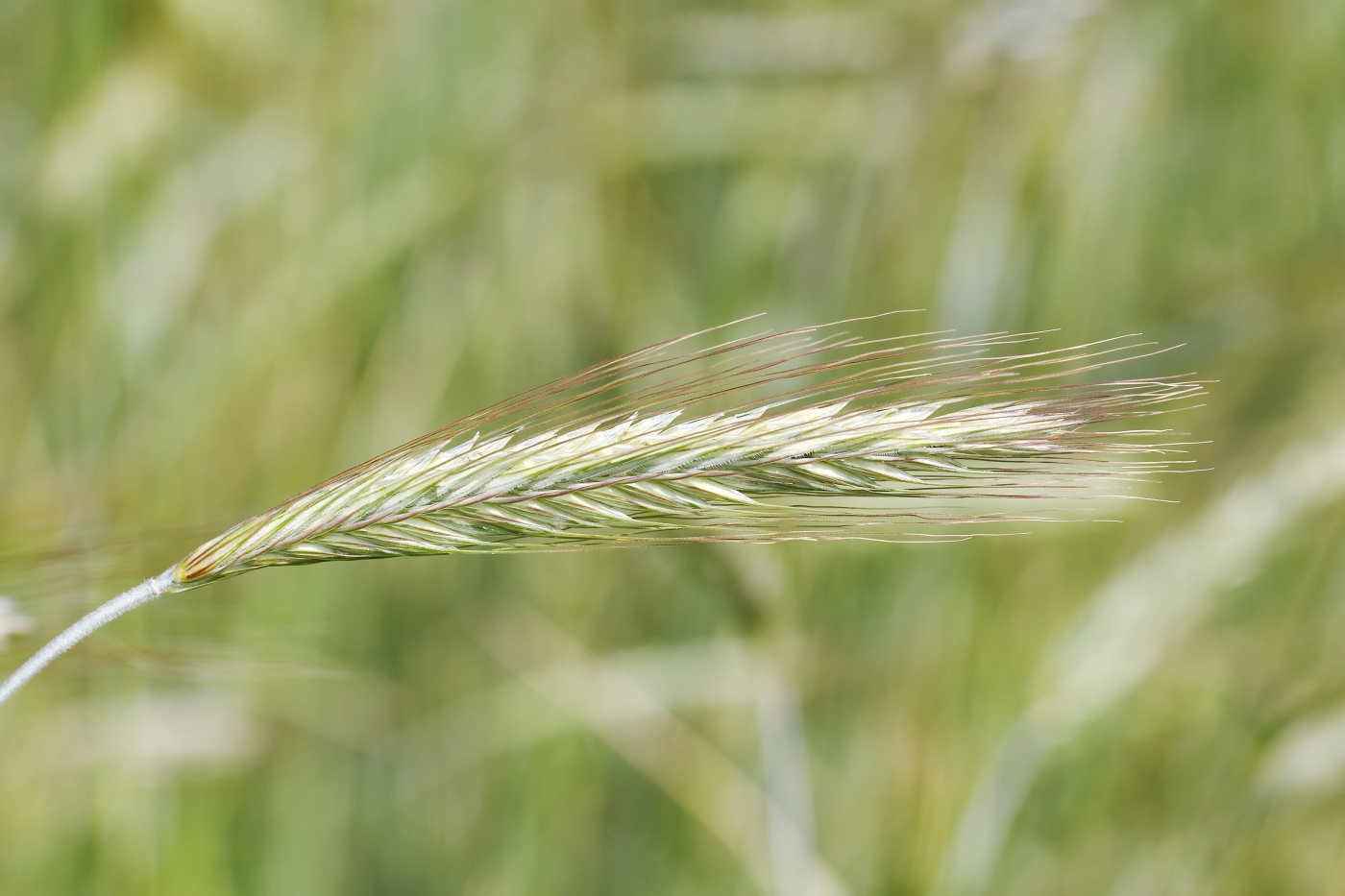 Close-up of rye flower